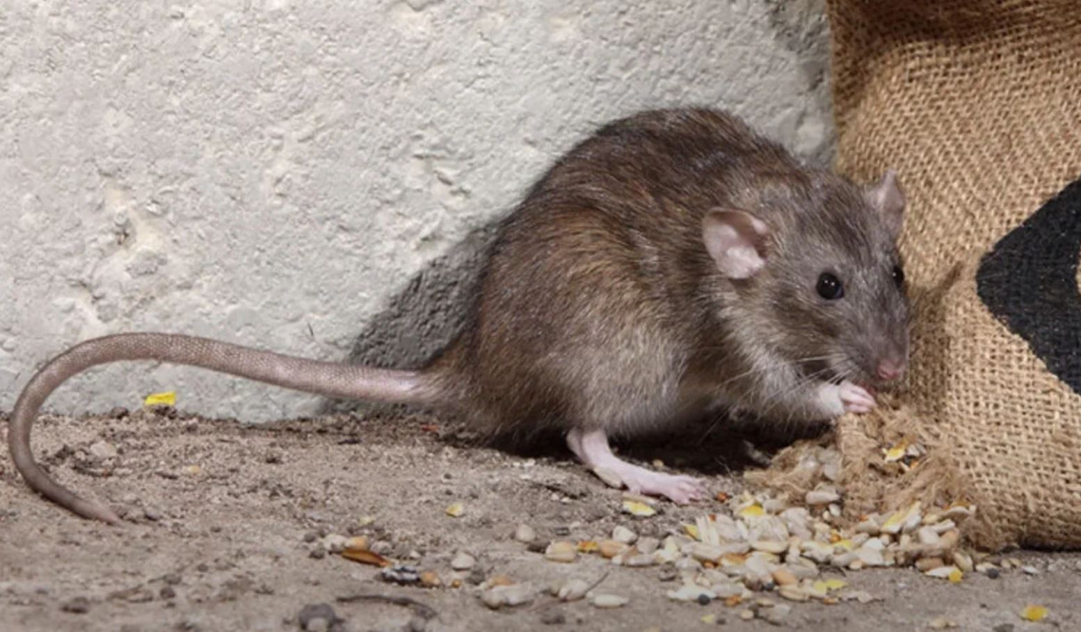 фото: Профессиональная дератизация в рабочем поселке Московской области Монино: <br/>+7-909-173-42-96