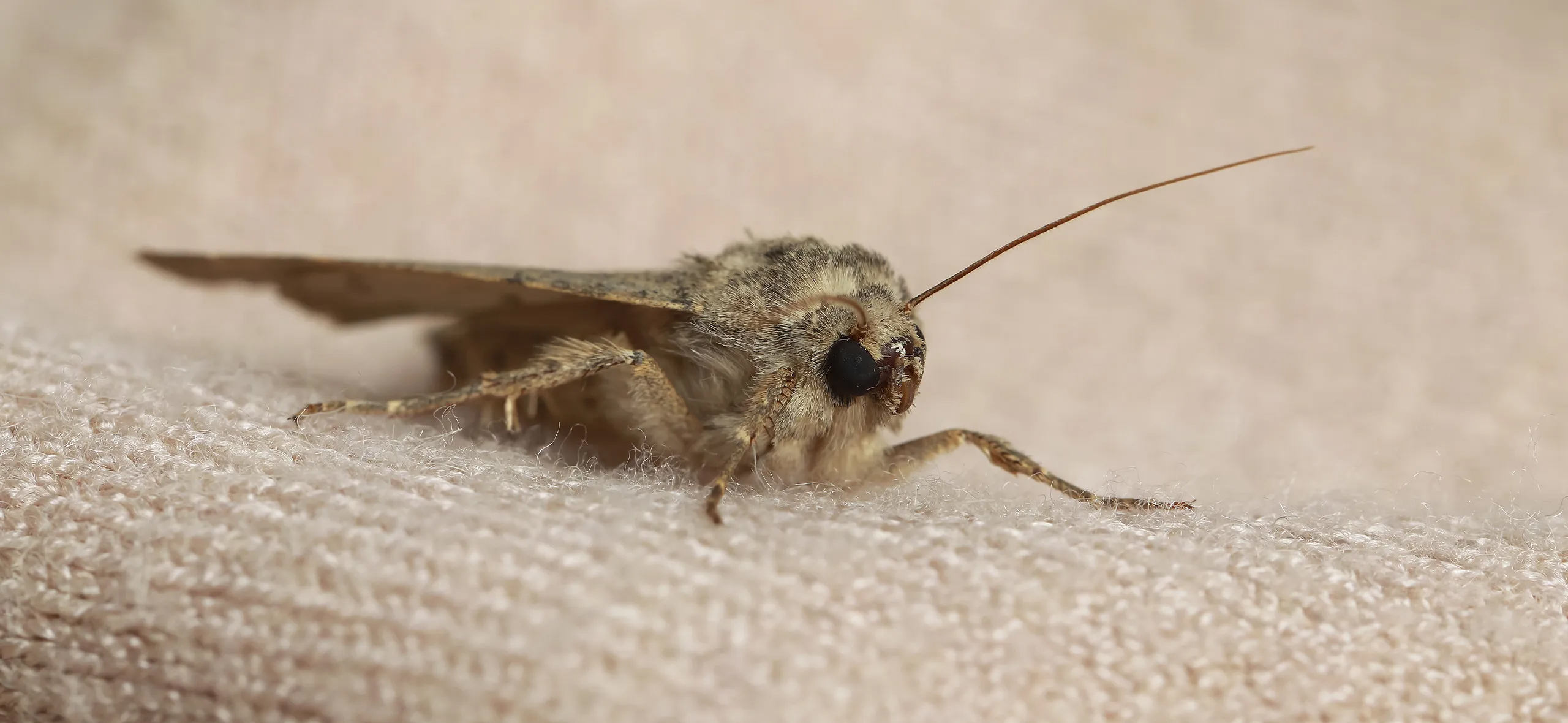 фото: Профессиональная обработка от моли в рабочем поселке Московской области Монино: <br/>+7-909-173-42-96